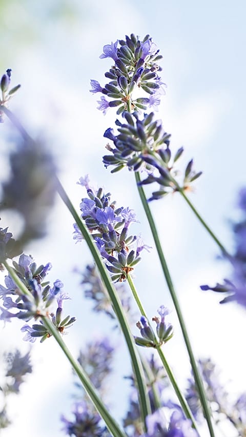 Lavender blossoms