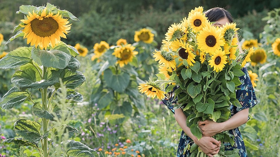женщина в поле с подсолнухами