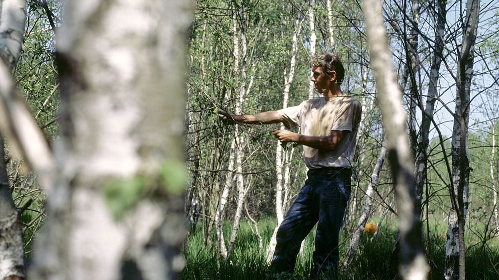 birch trees