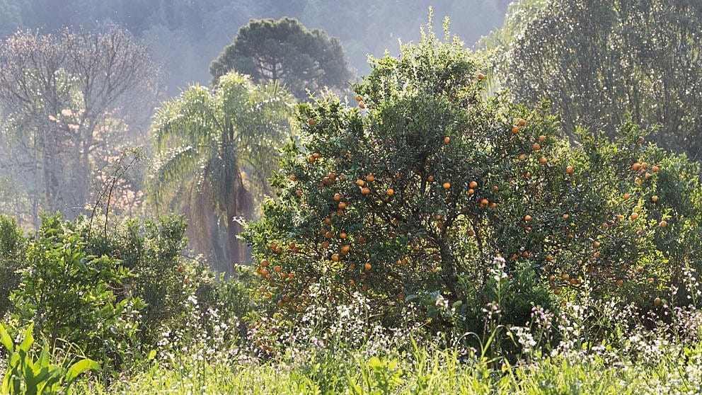 brazil forest