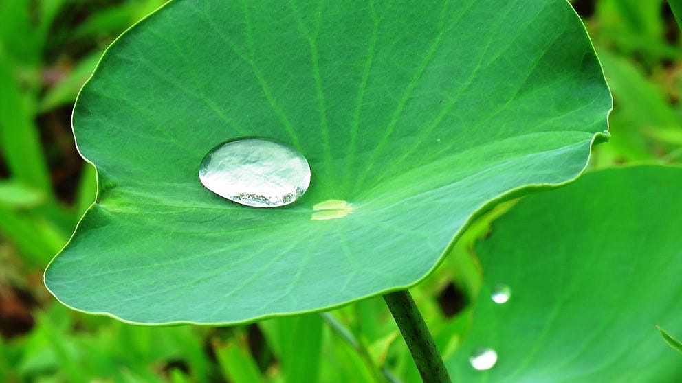 raindropm on leave