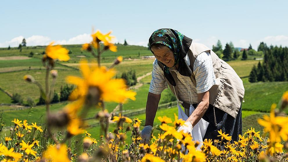 woman picking arnica flowers